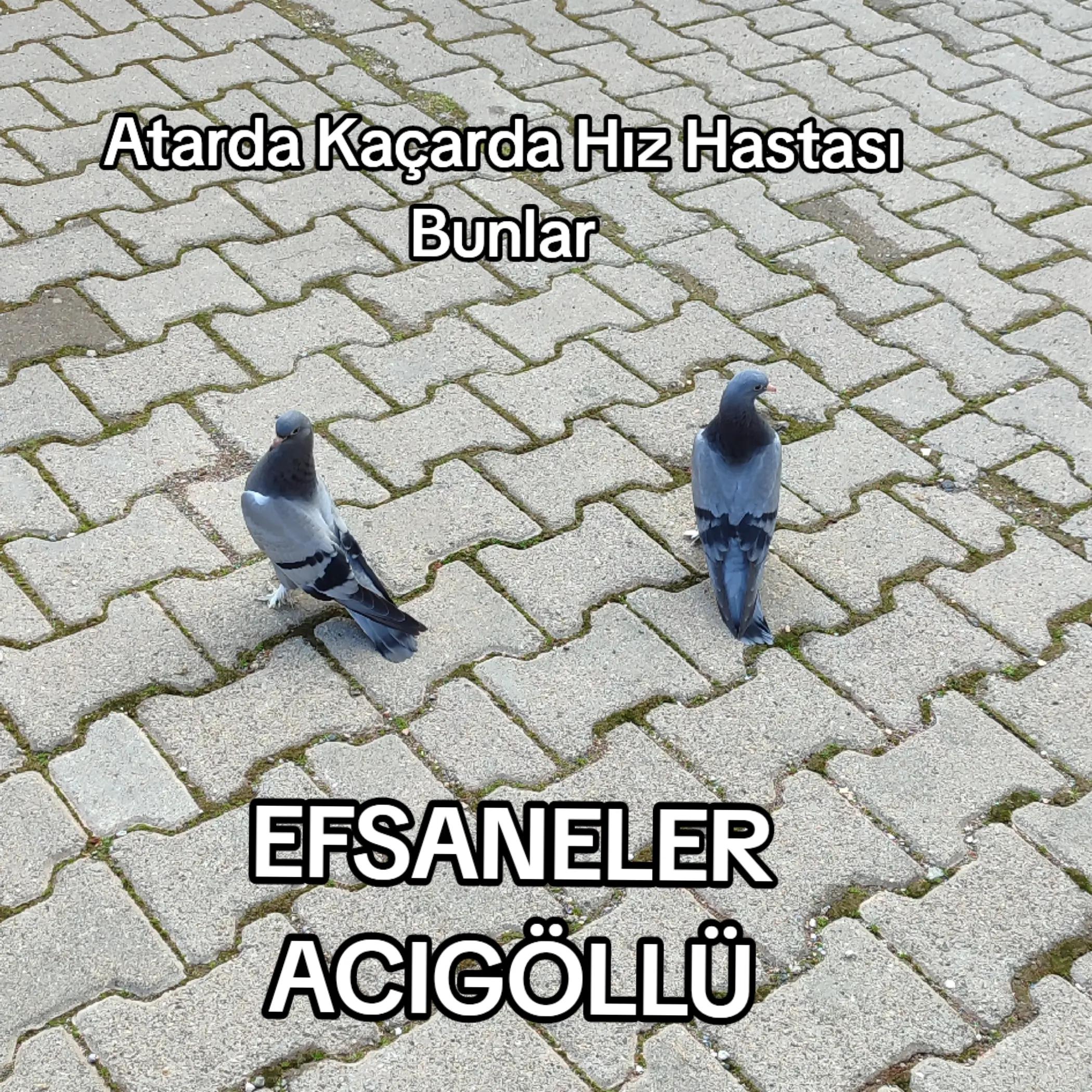 @Hacı Osman Tanrıkulu