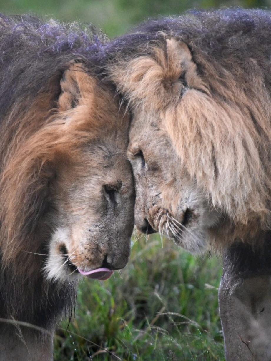 @Lion Sightings