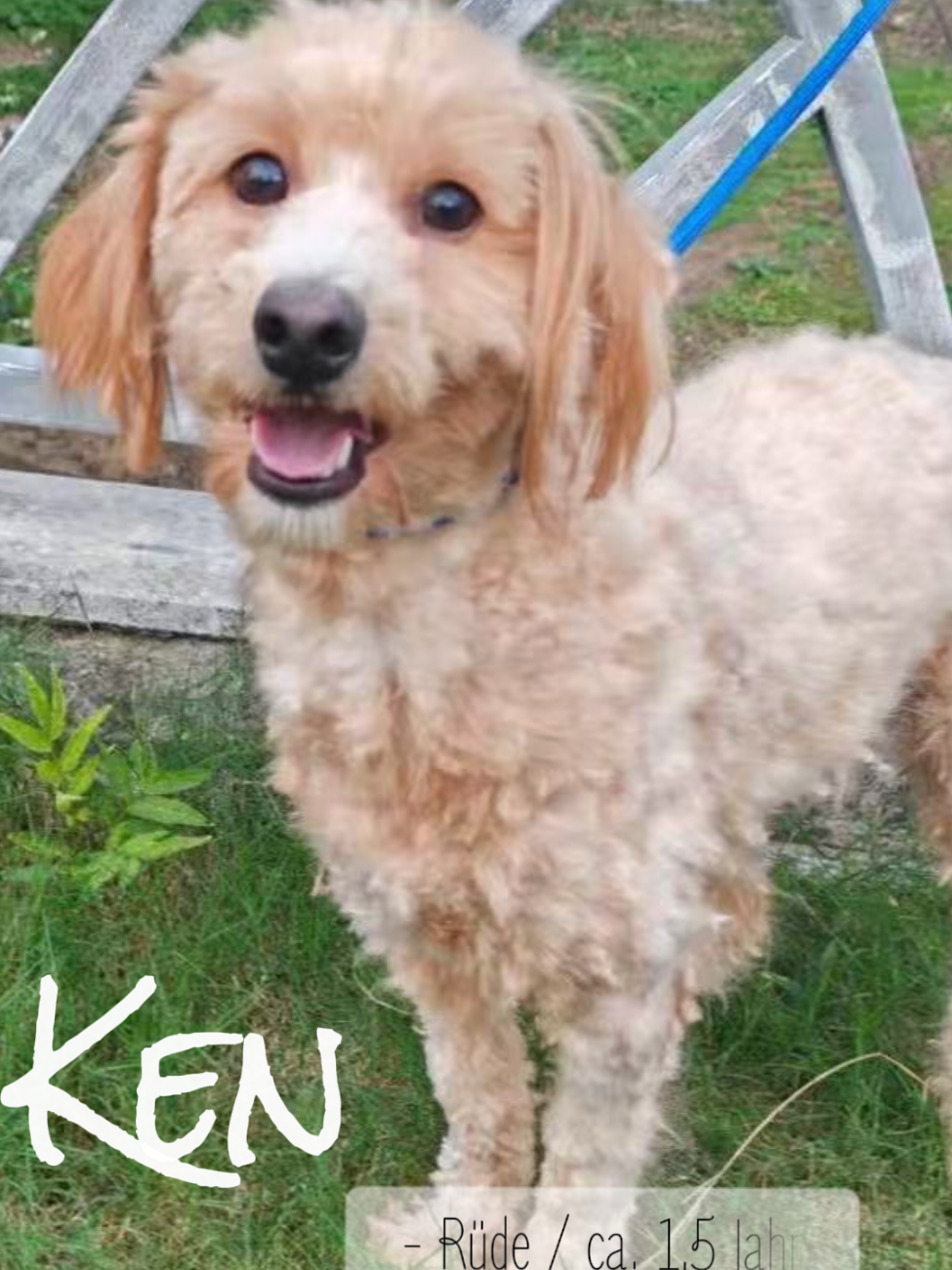 @Bao_En_Temple_animalrescue