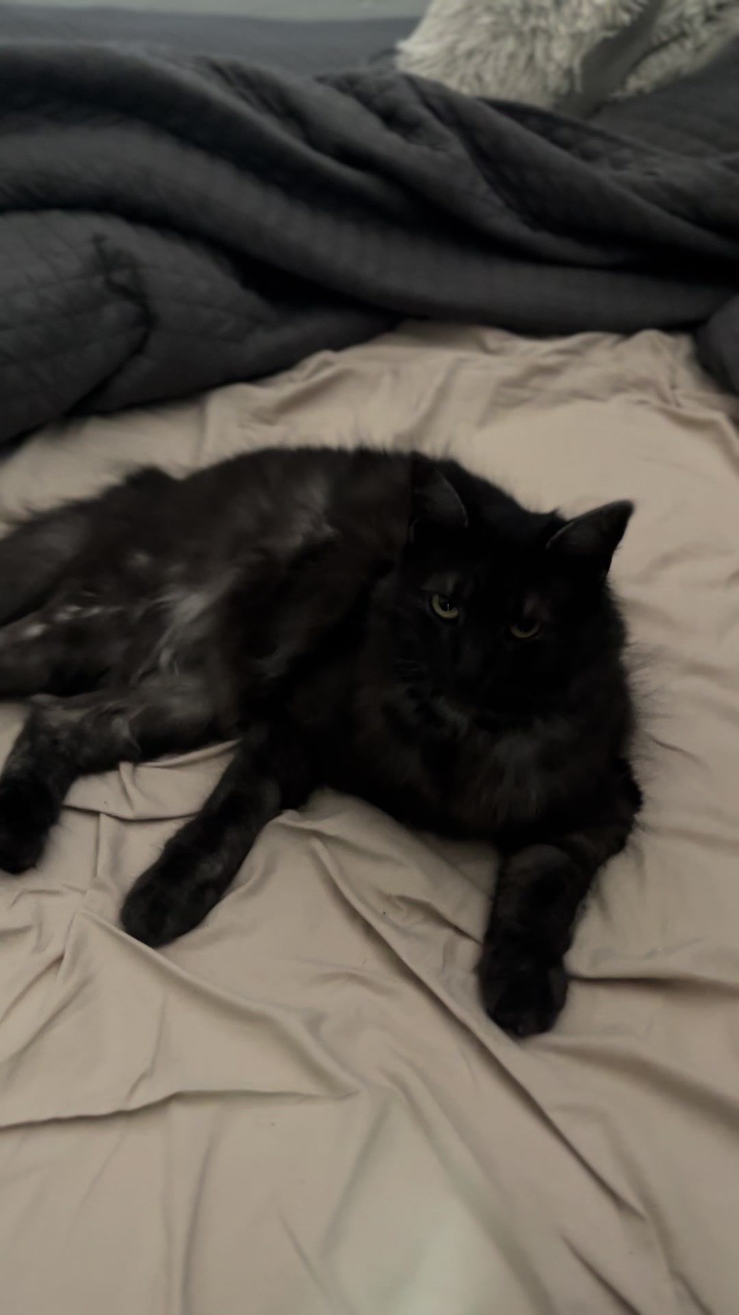@KIRACAT