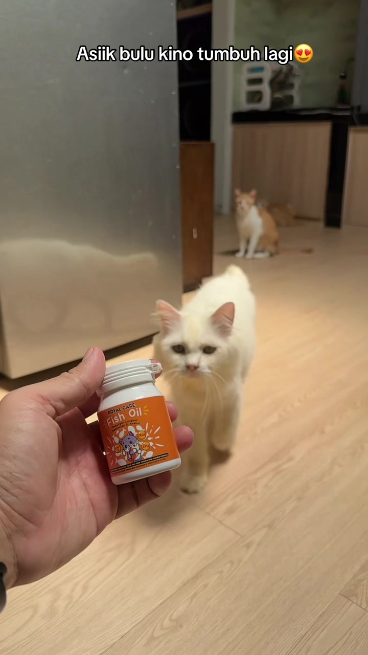 @Rapalguna | bapakkucing 🐱