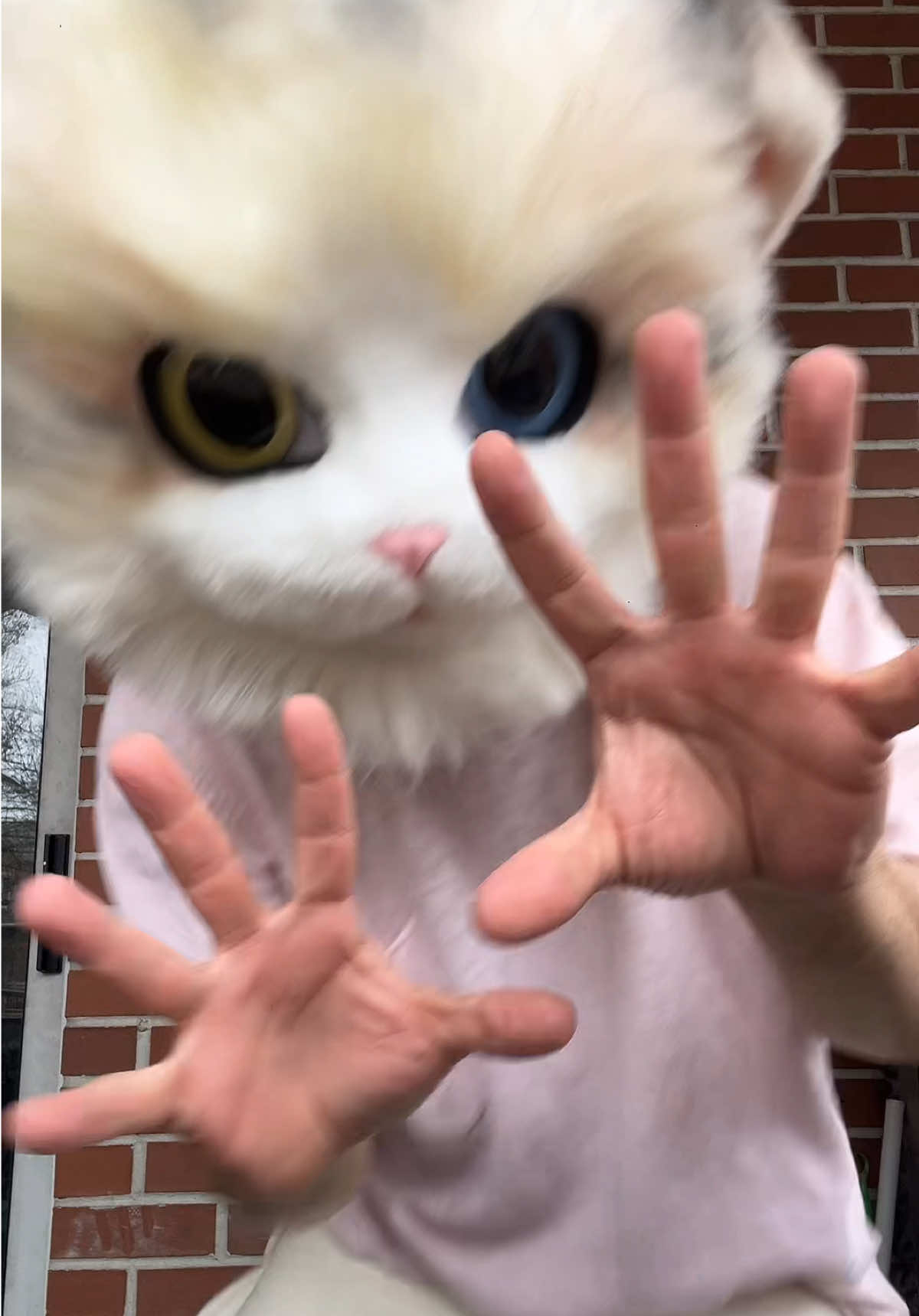 @The CaT 😼