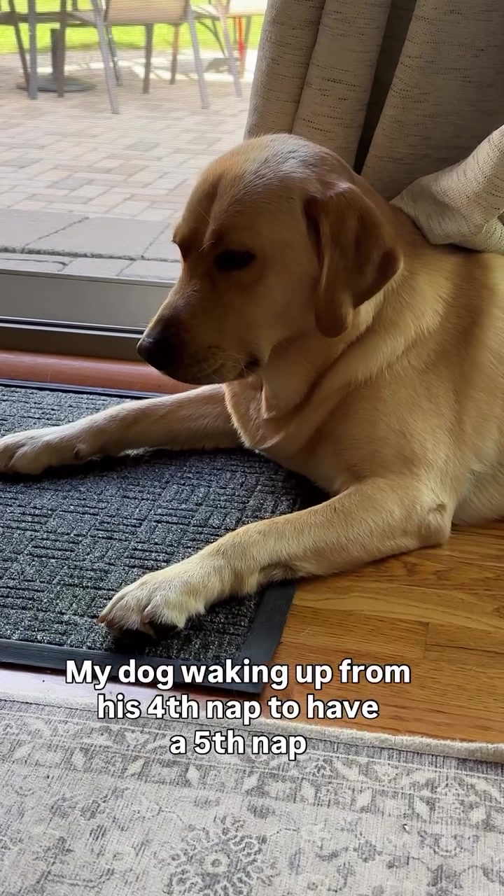 @Lord Jack The Yellow Lab