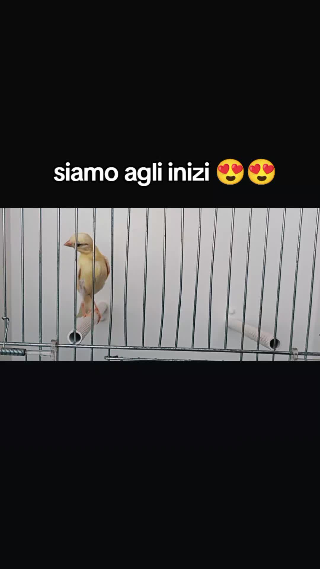 @dylan e diesel