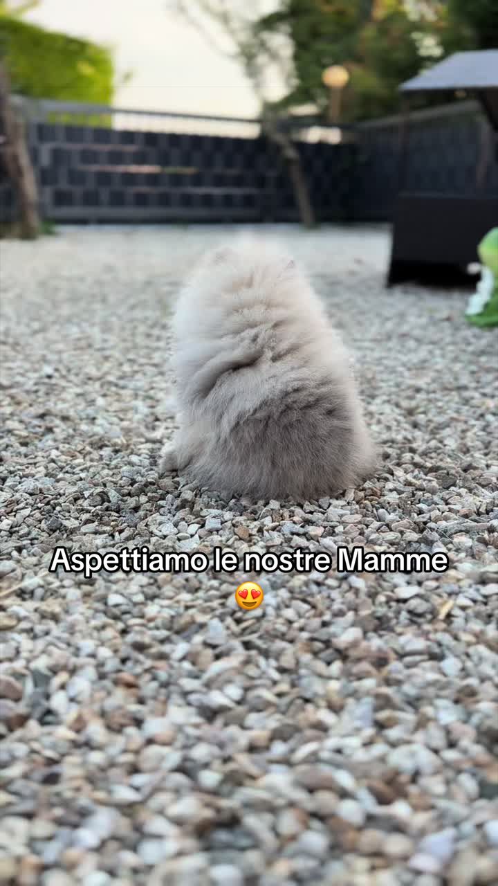@pom.mydestiny