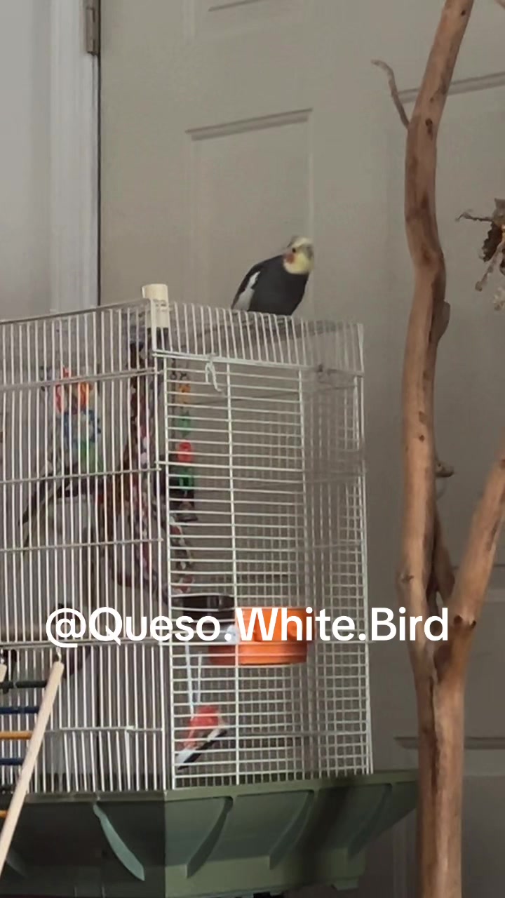 @Queso White Bird 🕊️