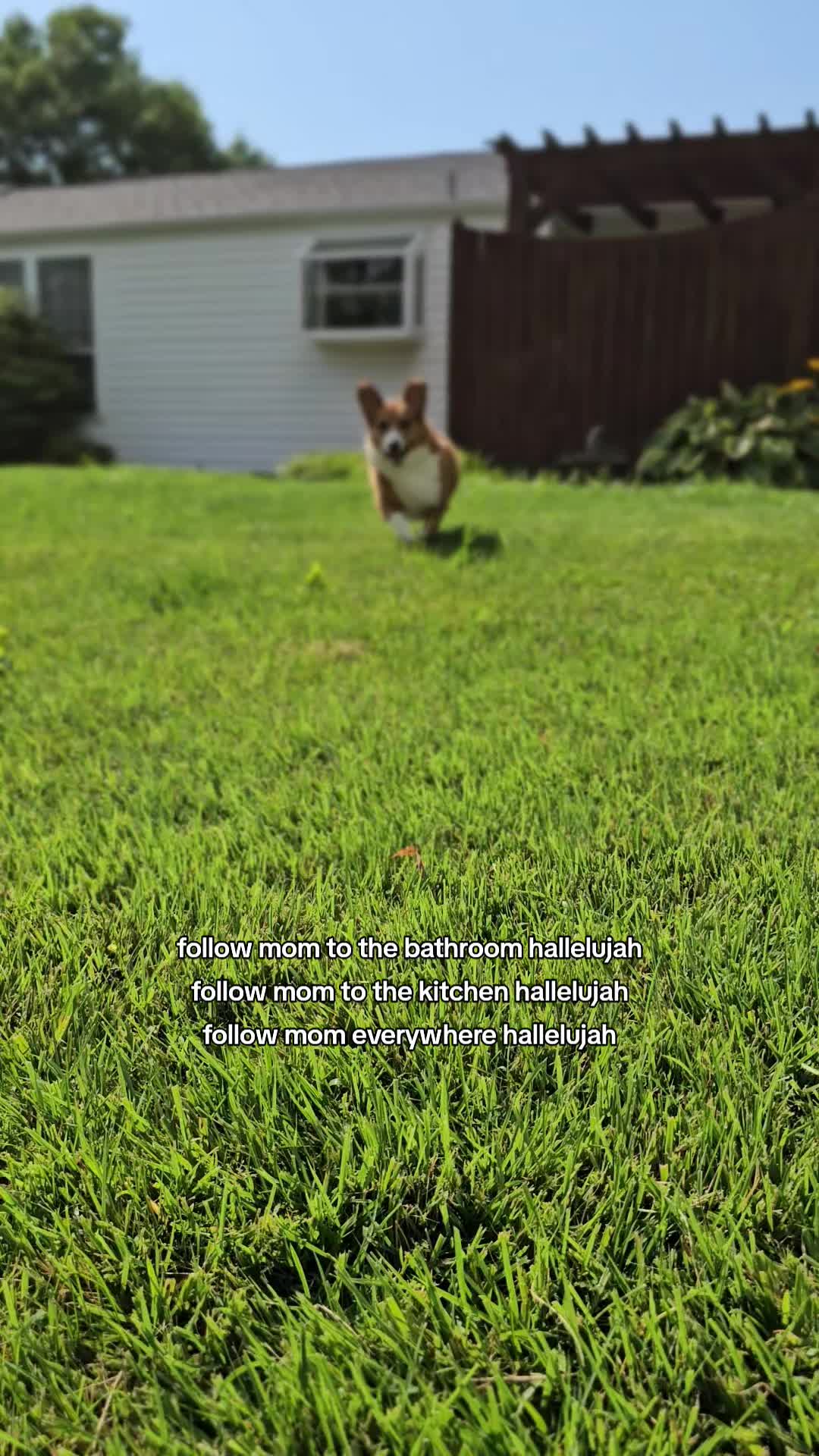 @Chelsea | Corgi Mom 🐾