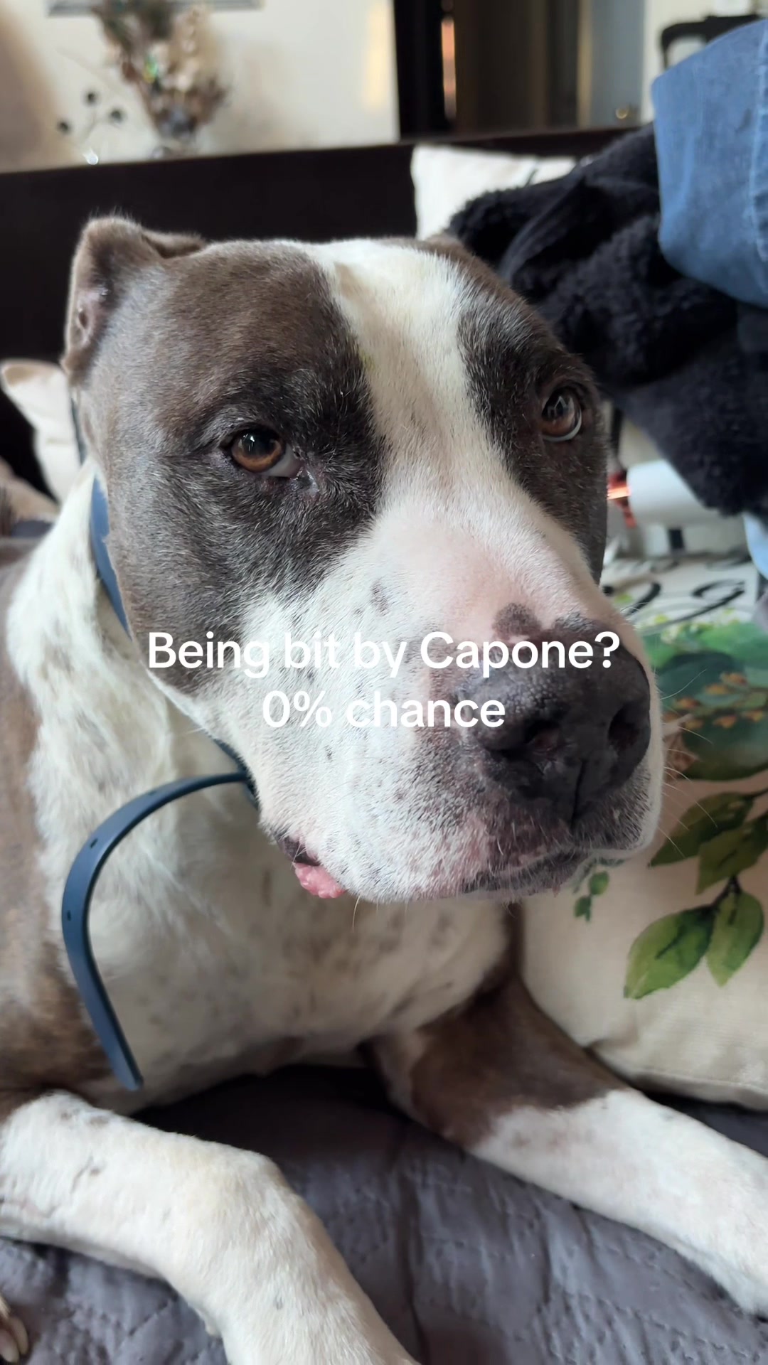 @caponethepitty