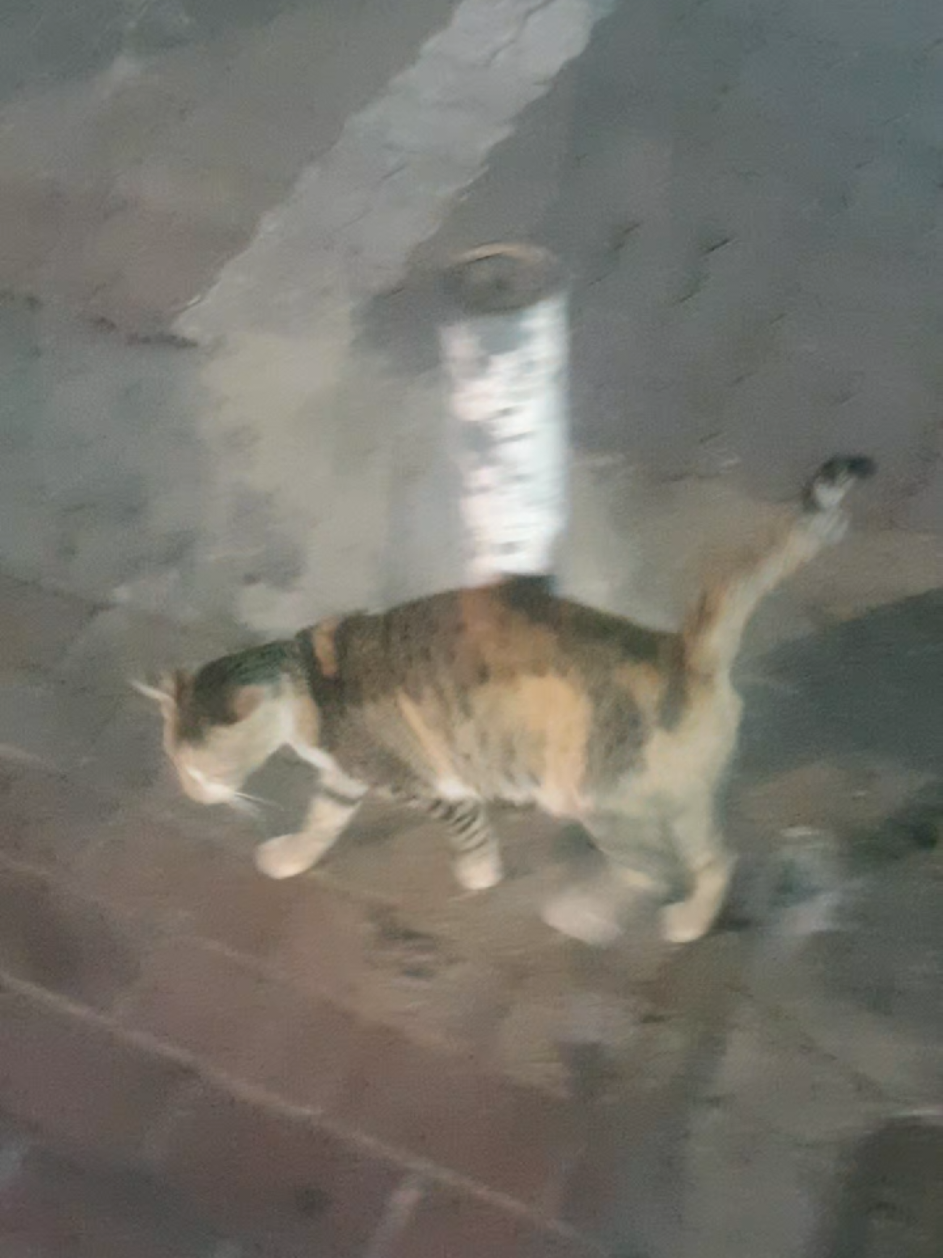 @🐾Feeding Stray Cats Daily🐈&zwj;⬛