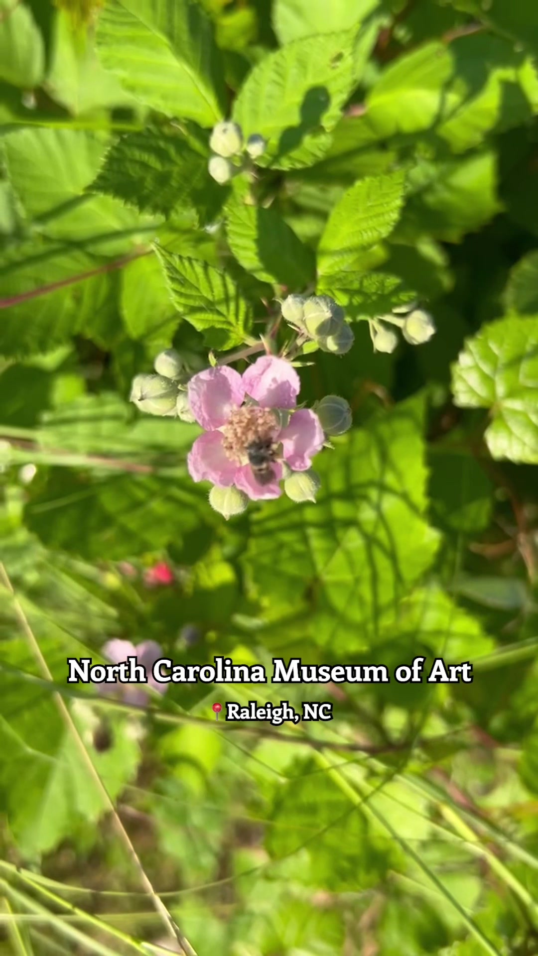 @Visit NC