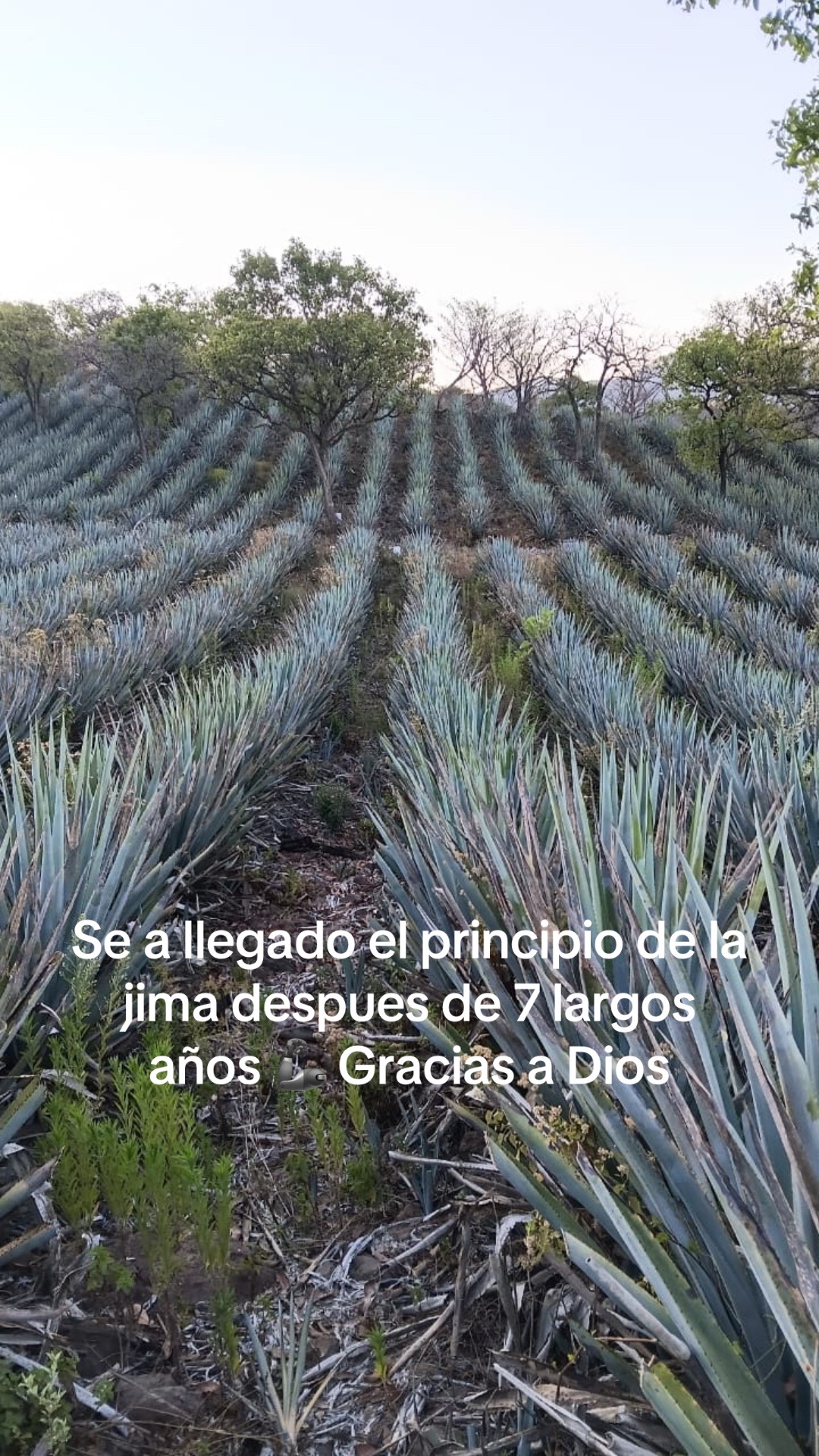 @Jesus A. Sal-Quint