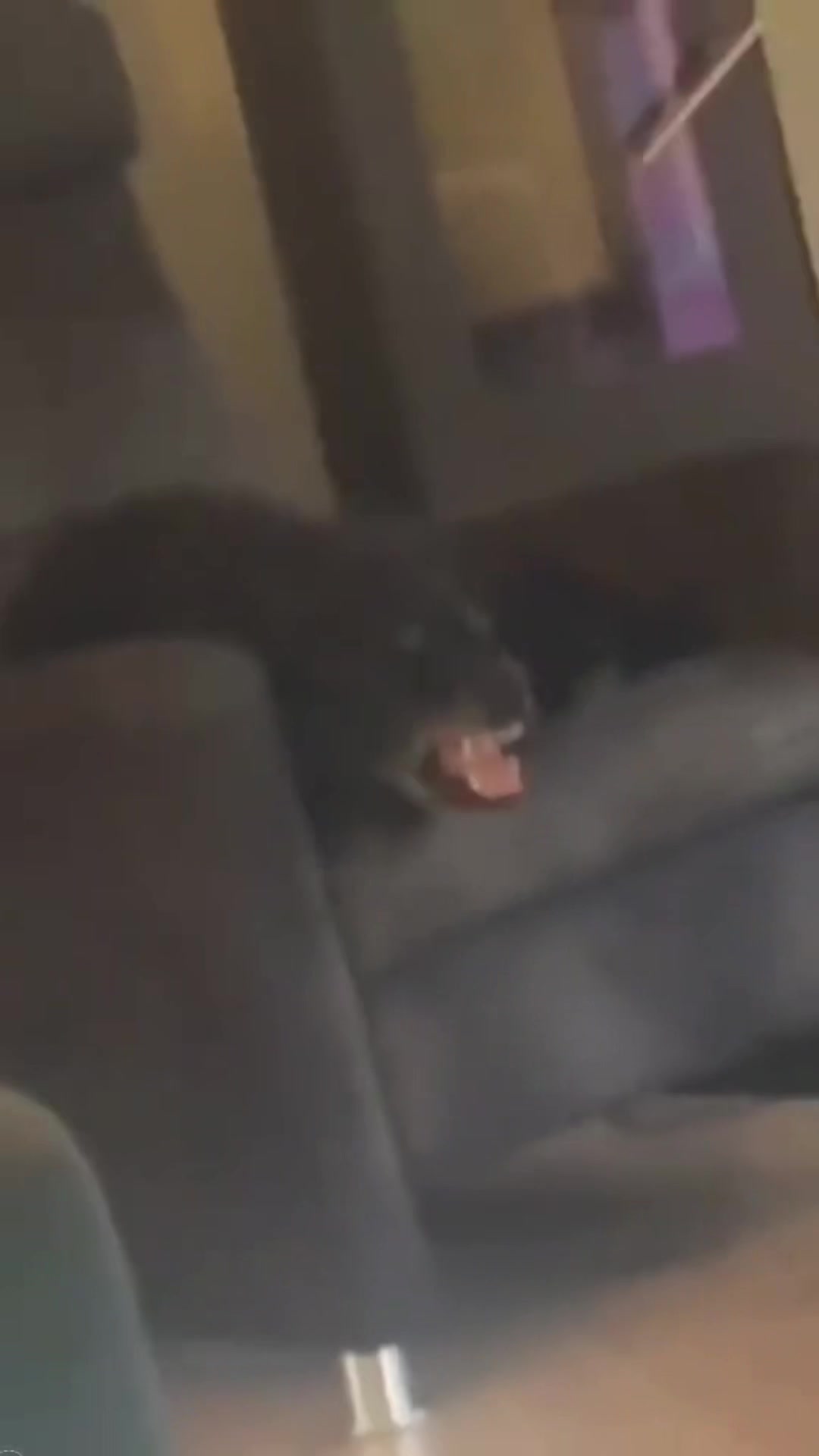 @FunnyAnimals