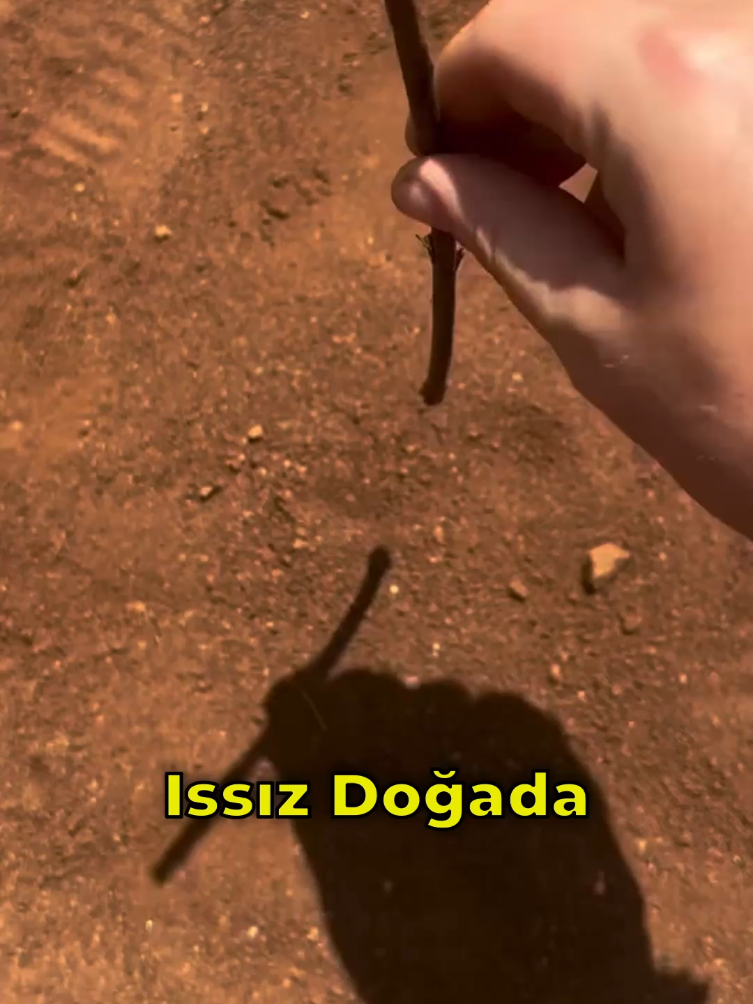 @Dahi Şort
