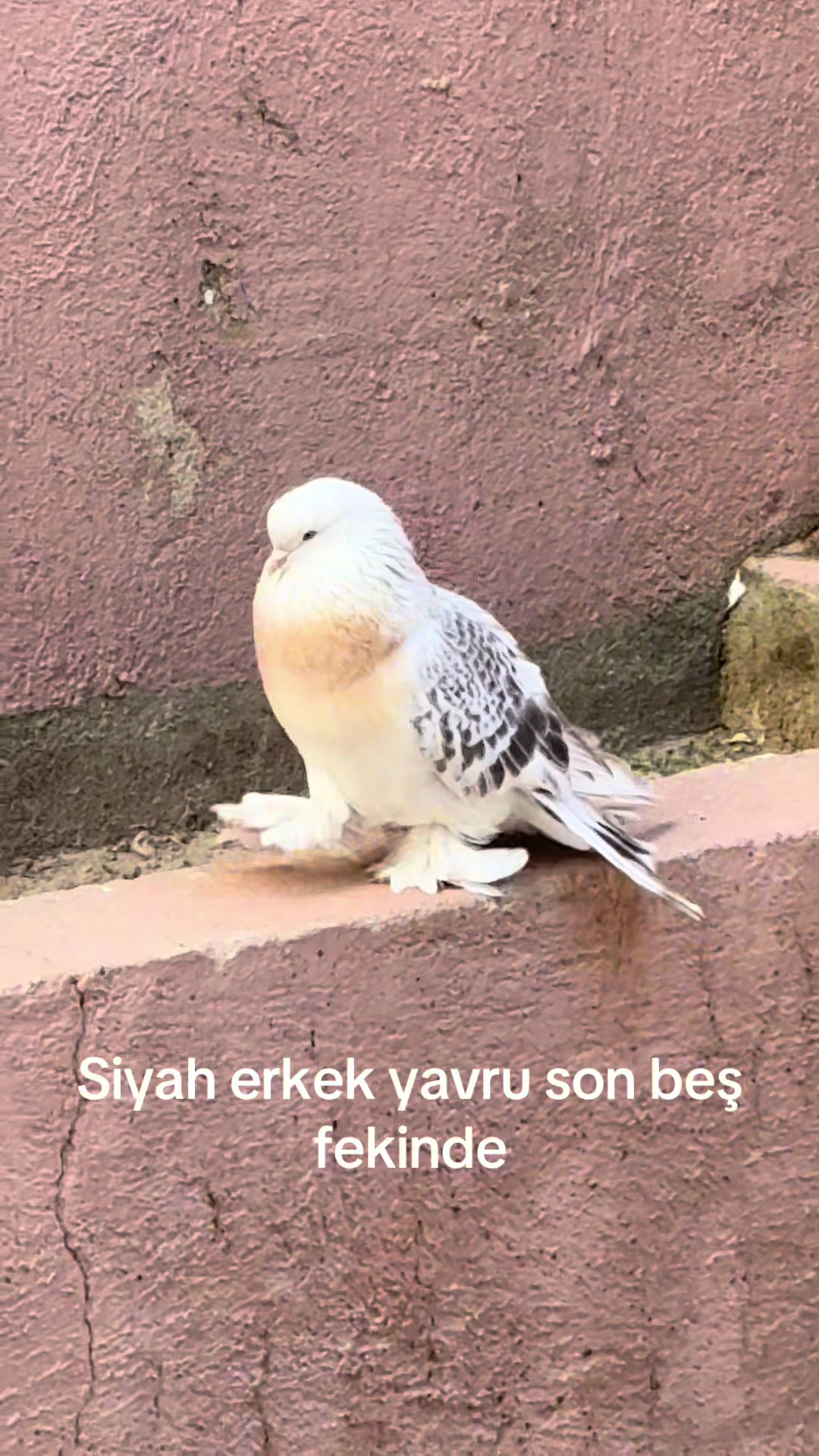 @Ramazan uztemur 36