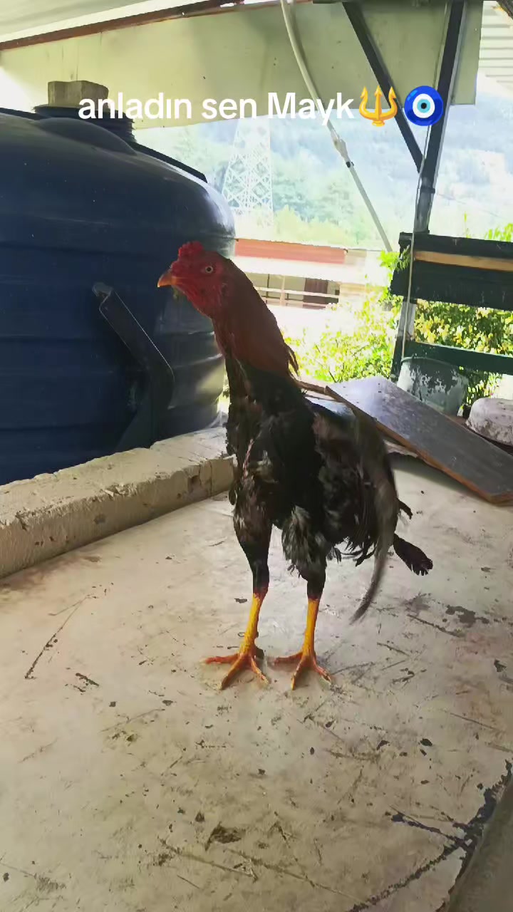 @G&uuml;rkan