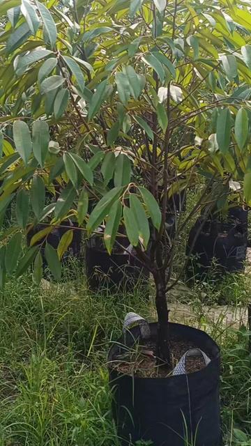 @Nur Durian