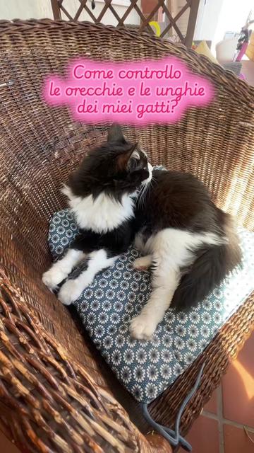 @Paolagemma Consulente Felina😻