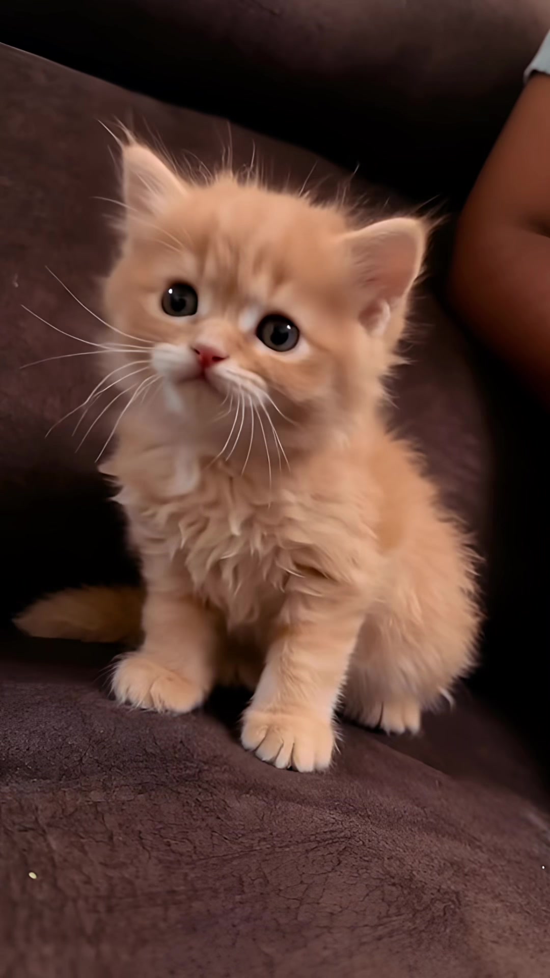 @Cute kitty club 🐱🐱🐱