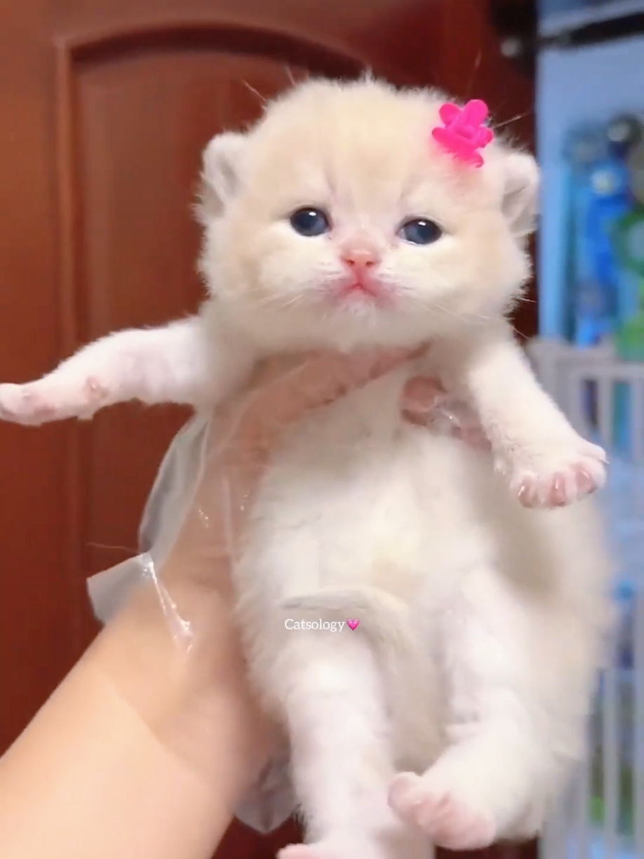 @Cute Cats Zone