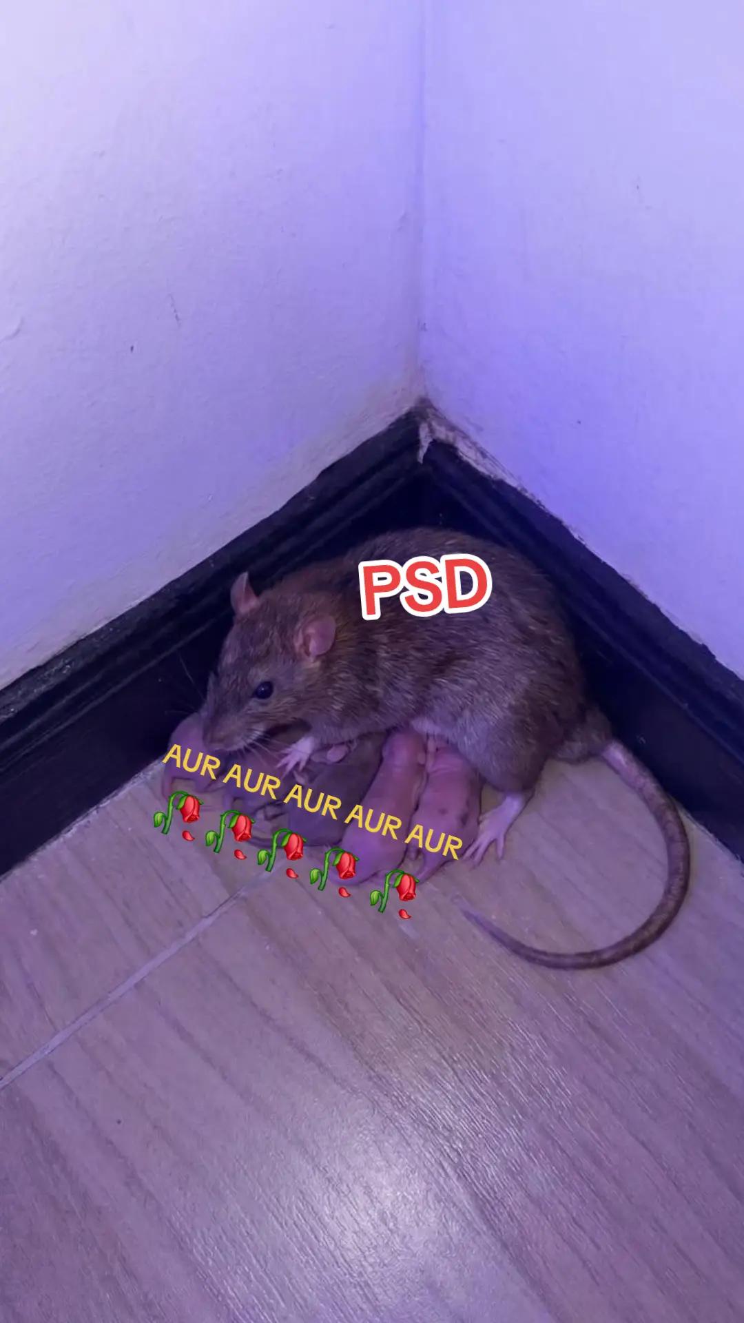 @bogdanxcan