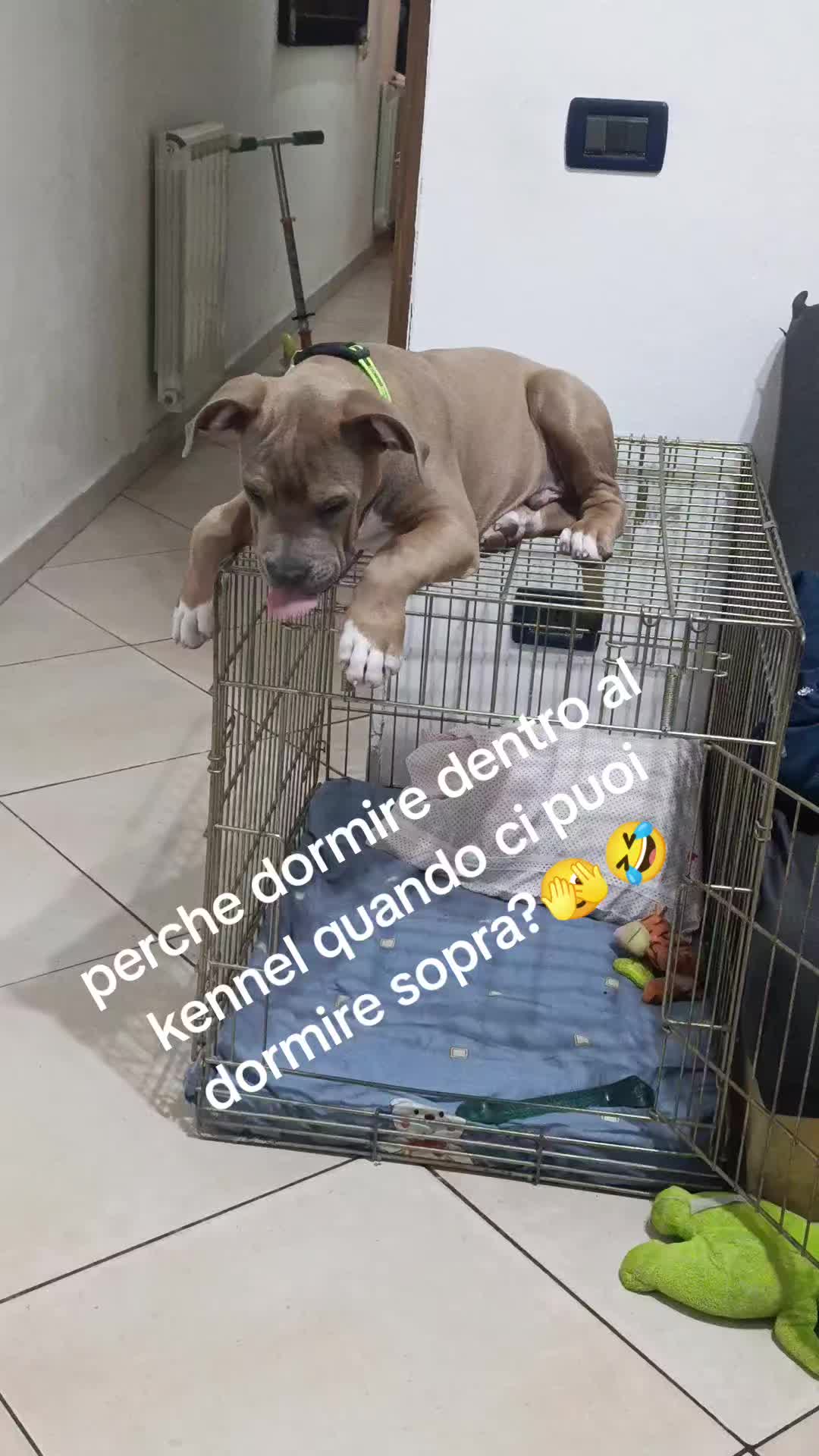 @Maddalena
