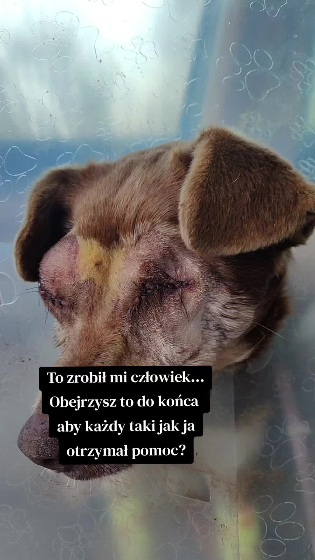 @fundacja4paws