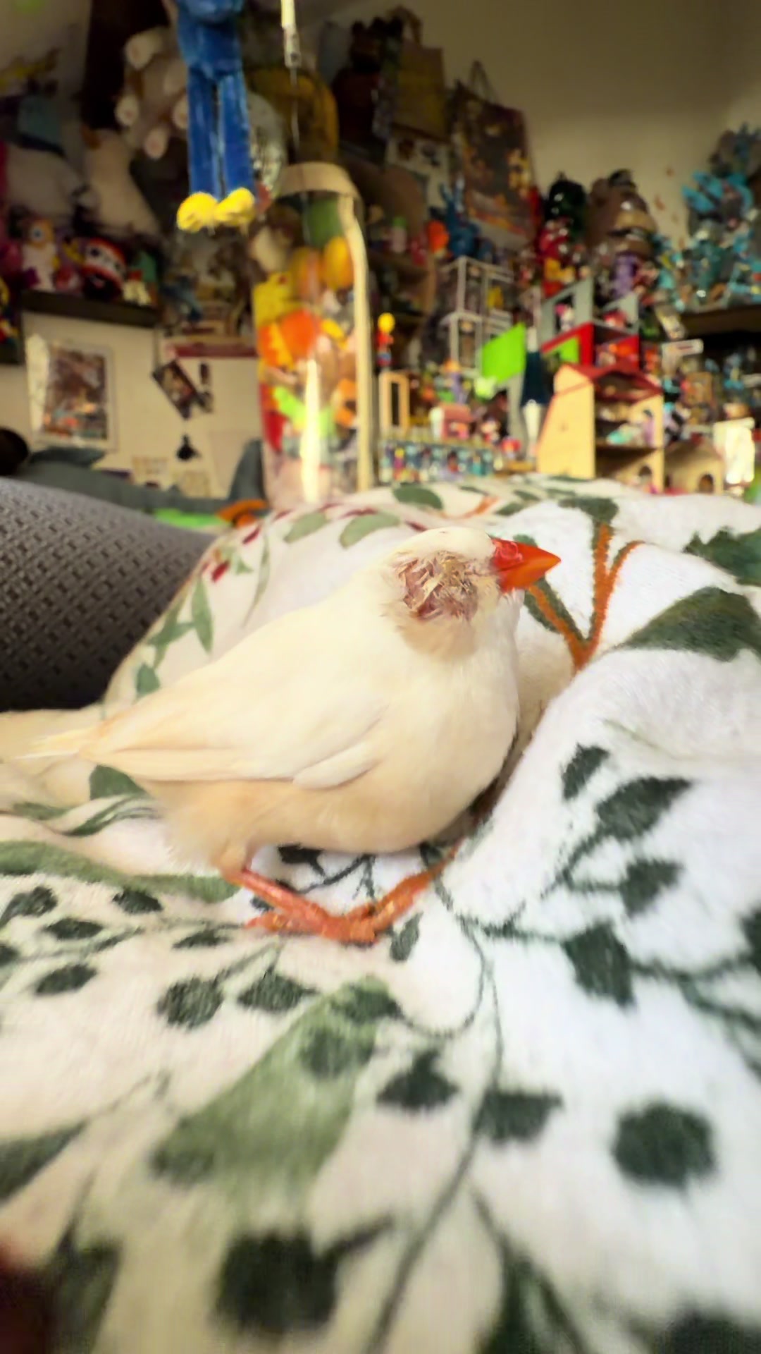 @Fur Sweet Home