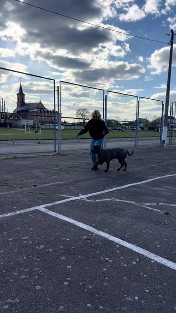 @Кане Корсо