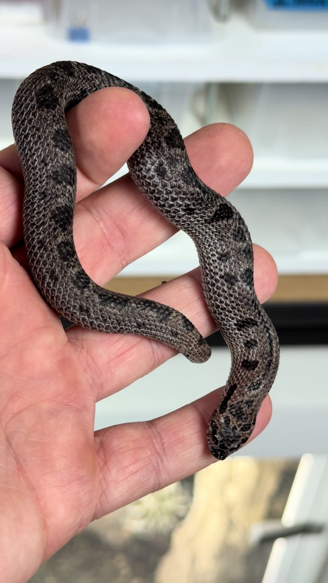 @MasgenReptiles