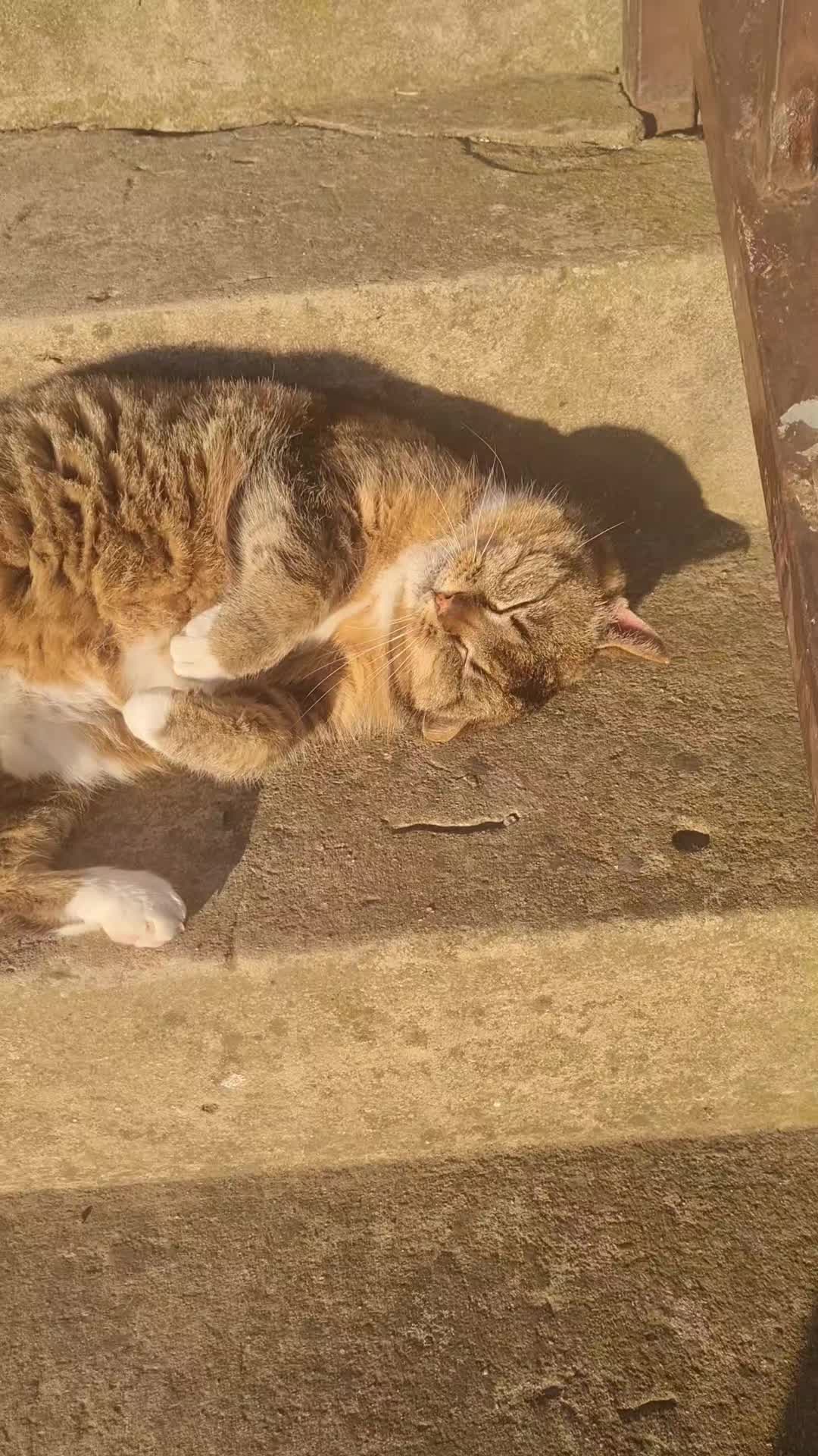 @Cat World