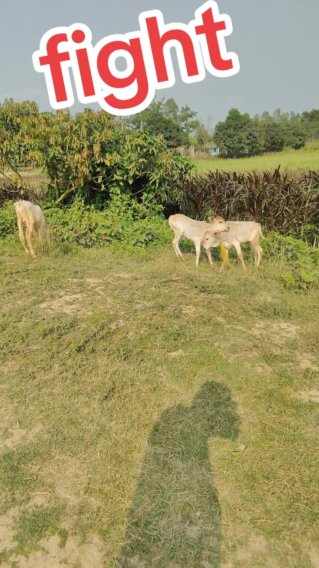 @mp kushwaha