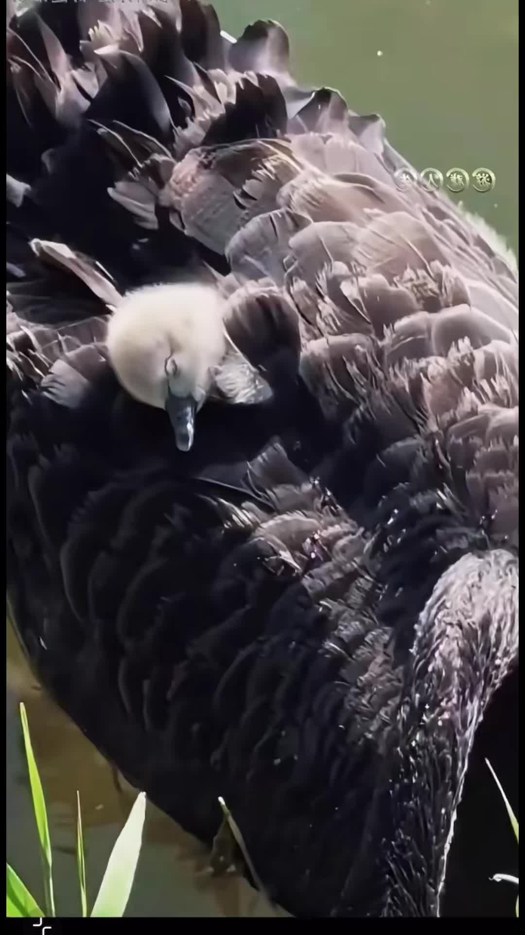 @My Daily Dose of Aww