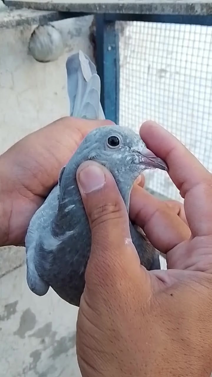 @𝘼𝙣𝙖𝙨_𝘖𝘬𝘢𝘳𝘢_333🕊️✨