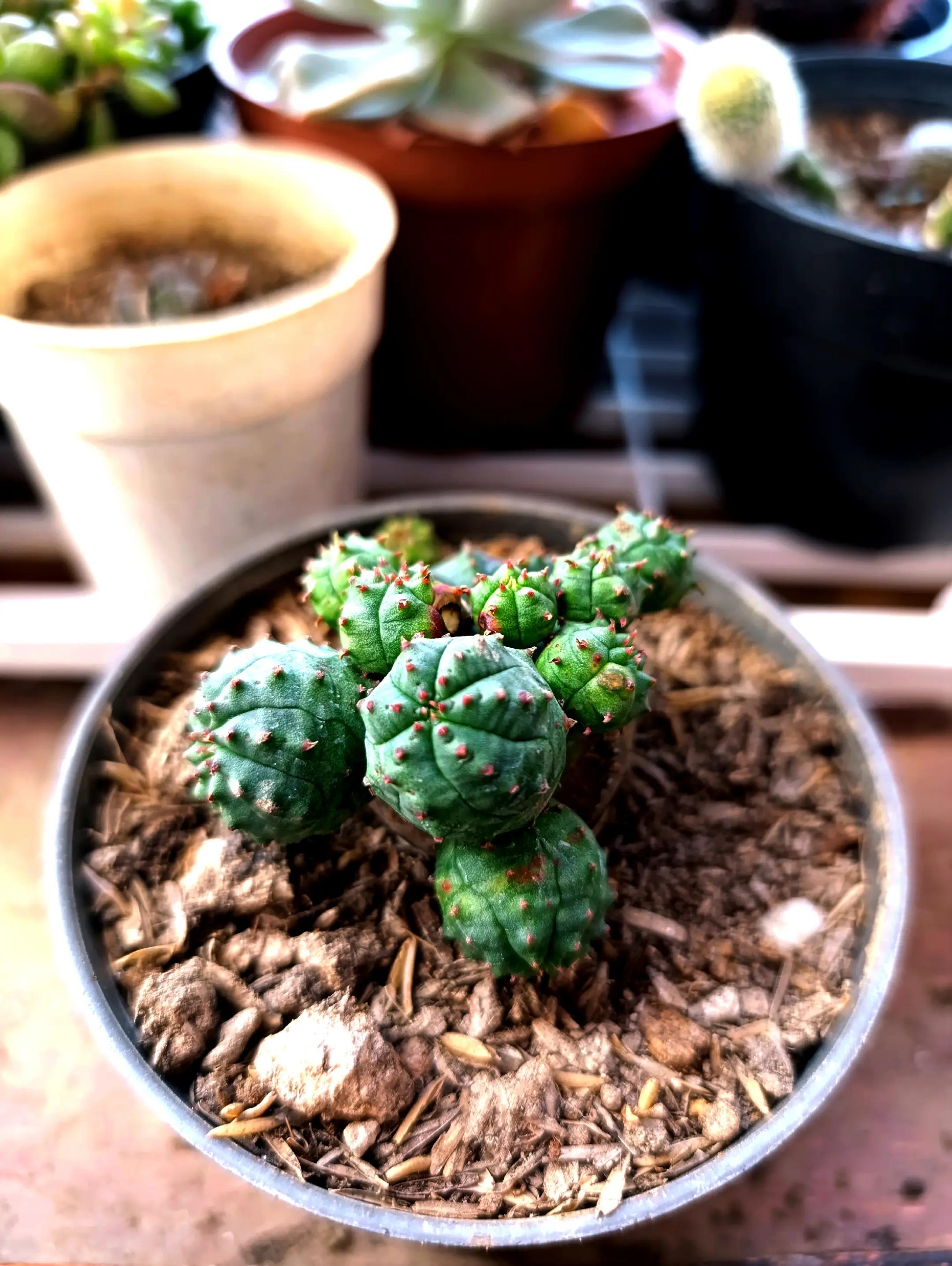 @CACTUS JARDIN DE ESPINAS