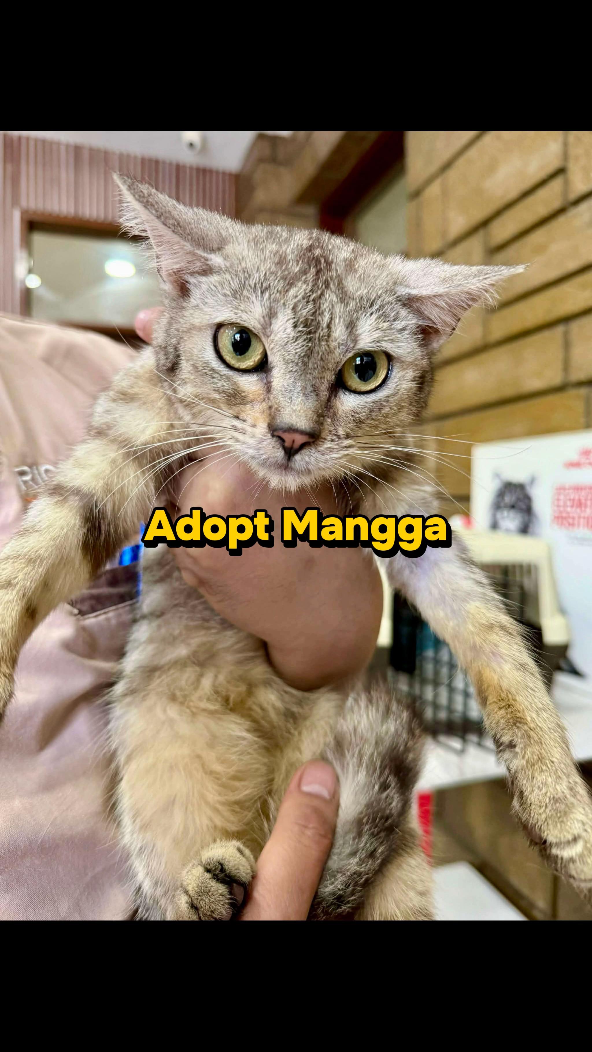 @Cats of BGC