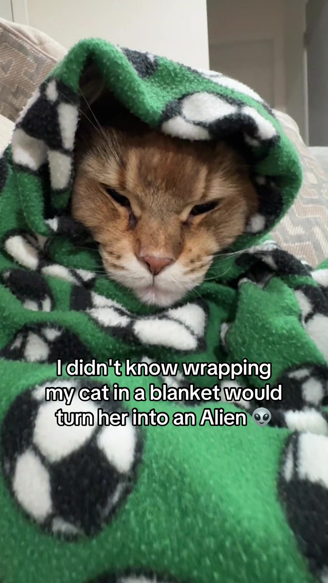 @Theo & Ember 🐈🐈⬛