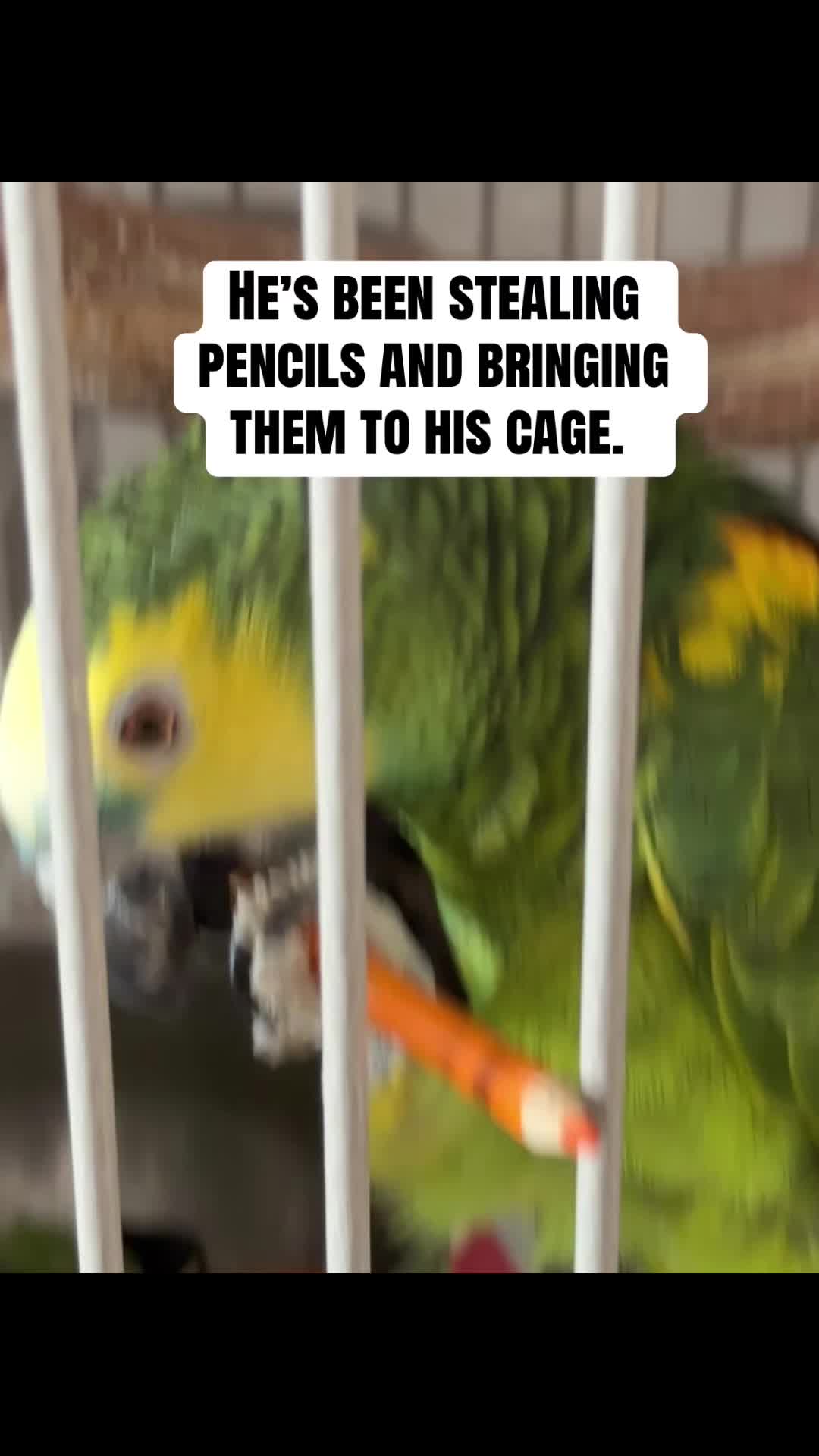 @imforthebirds