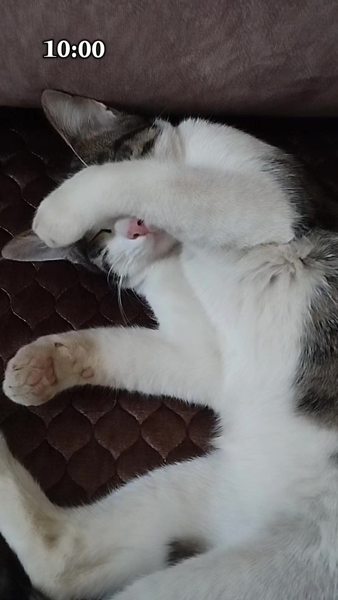 @🐾