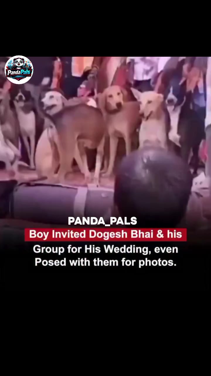@PandaPals
