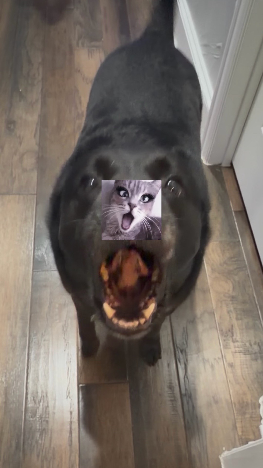 @〽️𝓪𝓬𝓲𝓮