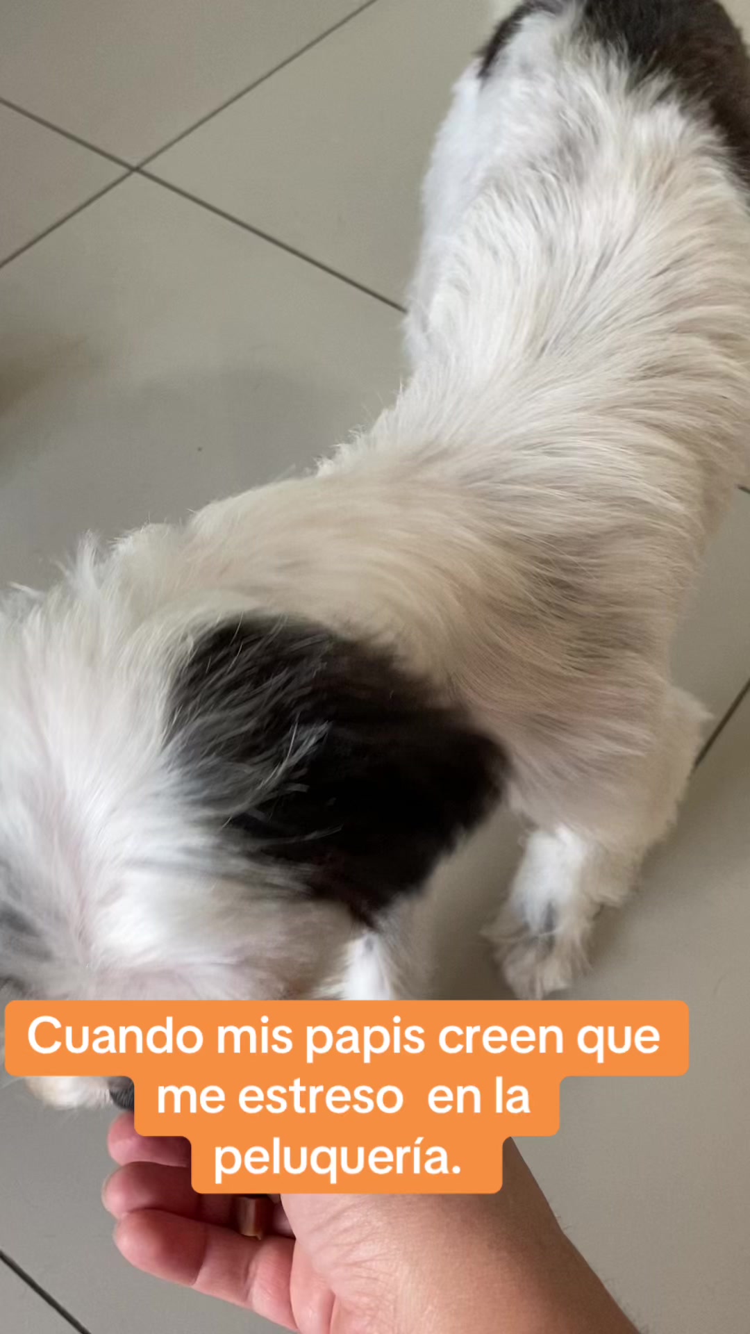 @Gran.kniche🐶
