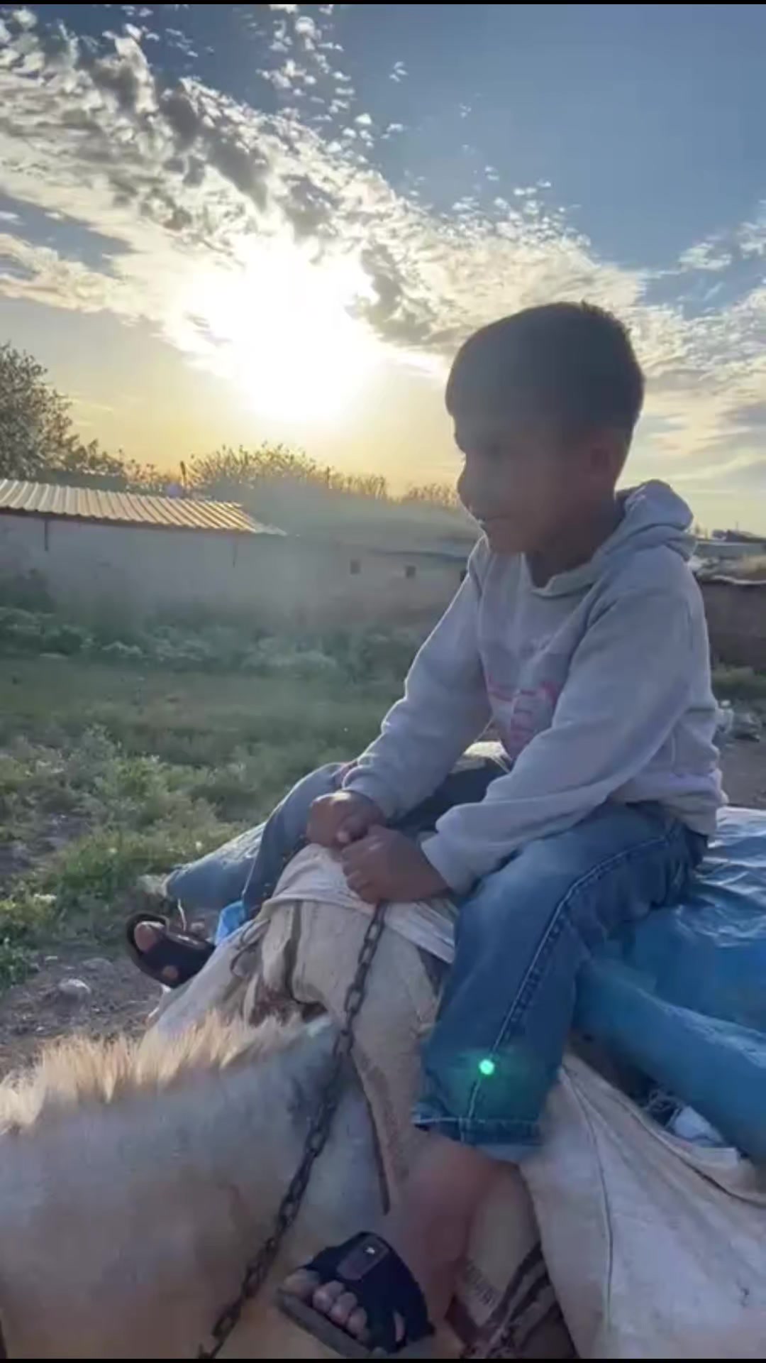 @ibo buzağıcı