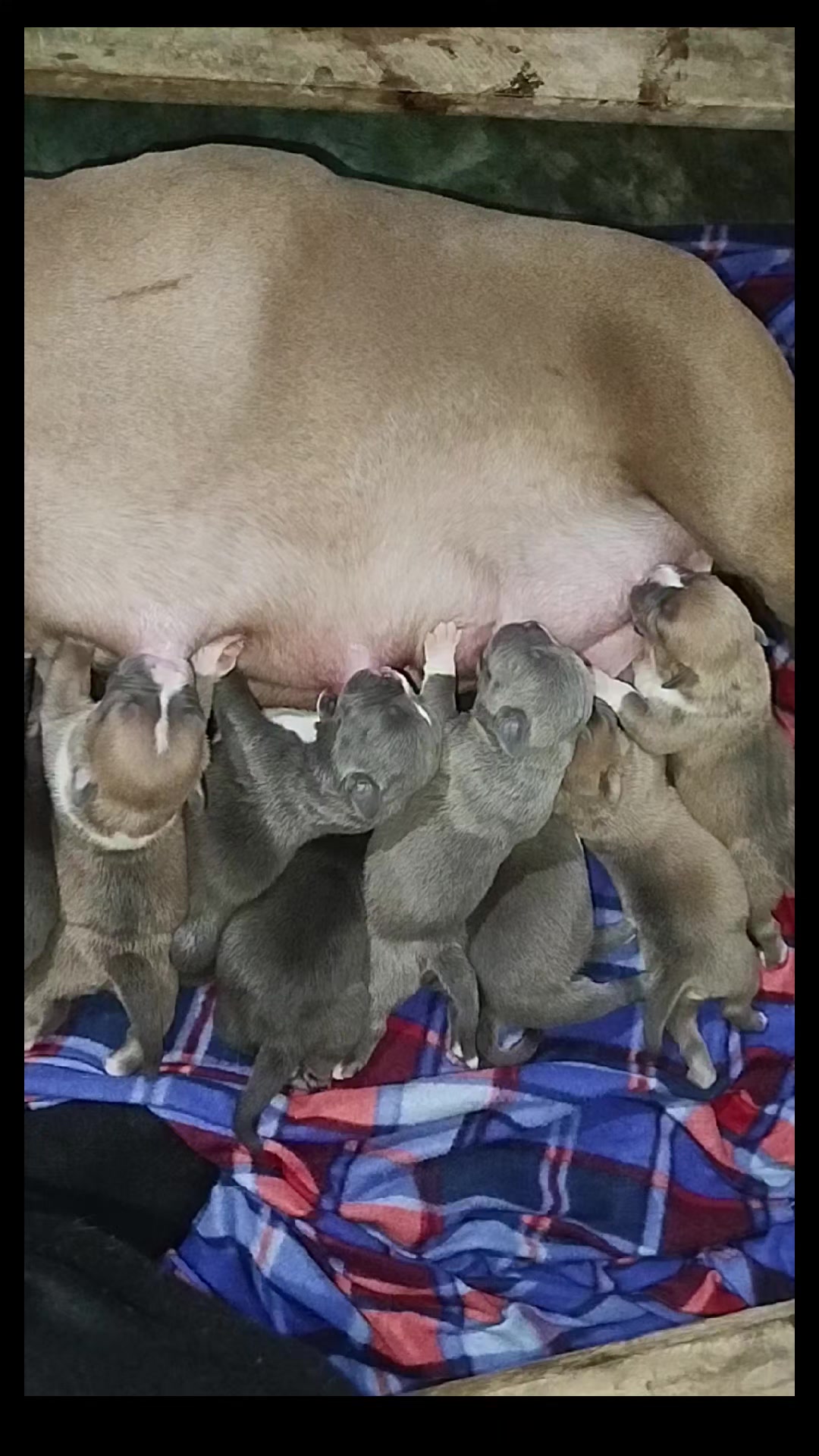 @mia_bulls❤️