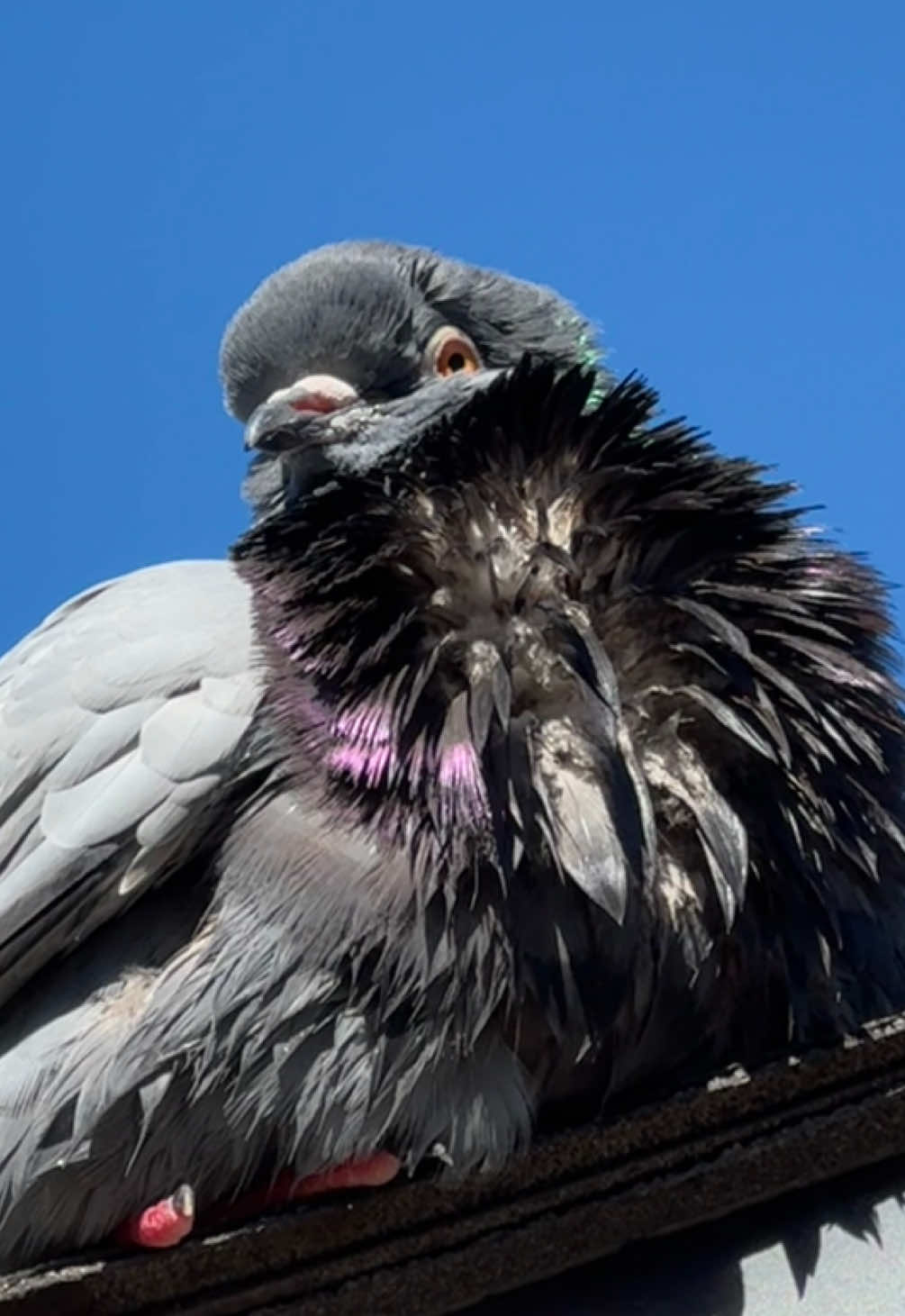 @Beebee The Pigeon