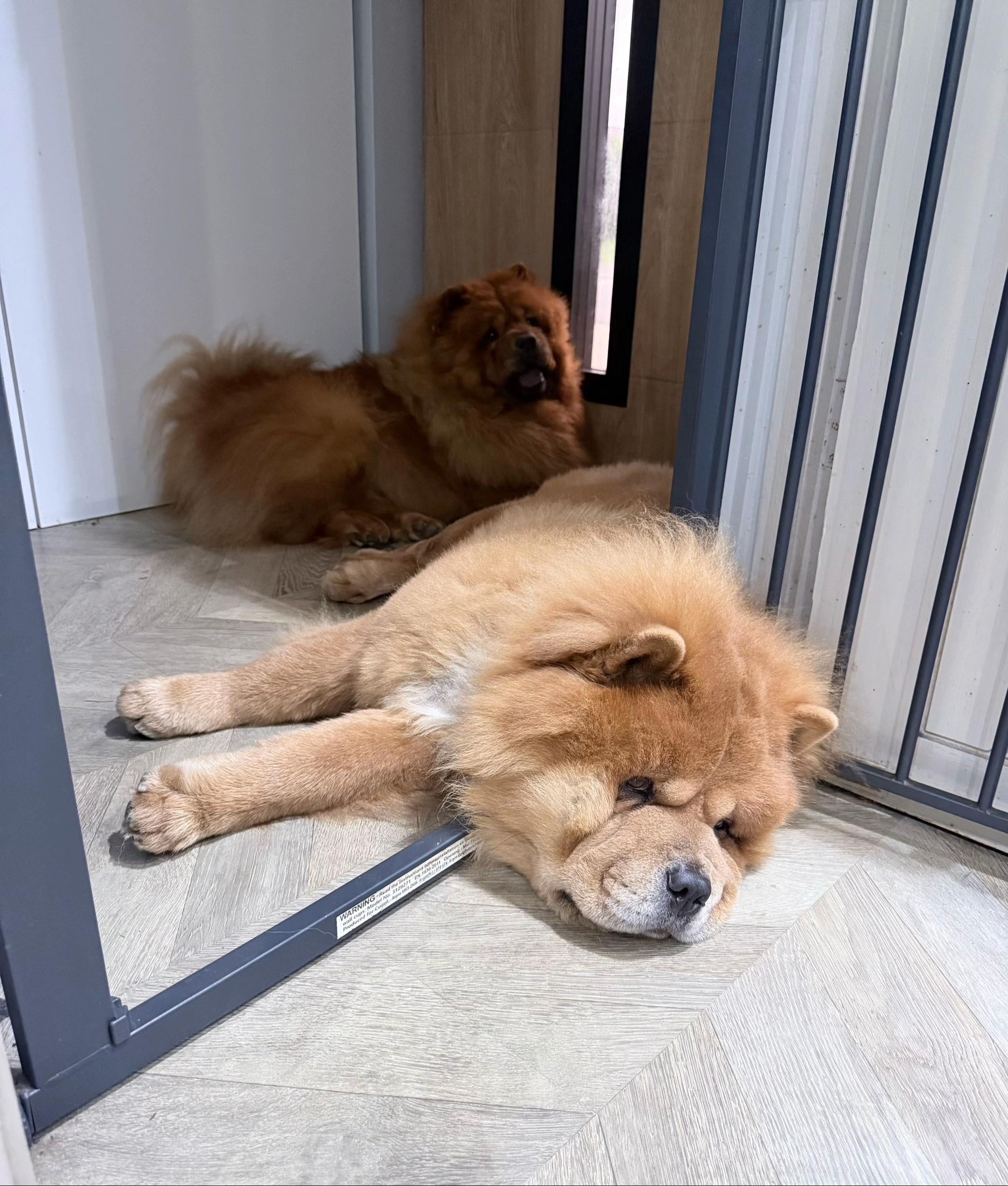@chowpawsdogtreats