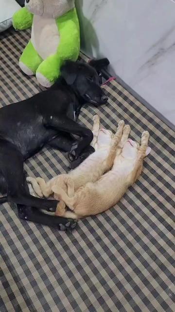 @@ไข่ตุ๋น