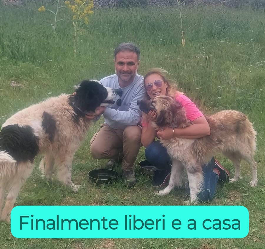 @SOS ADOZIONI4ZAMPE ONLUS