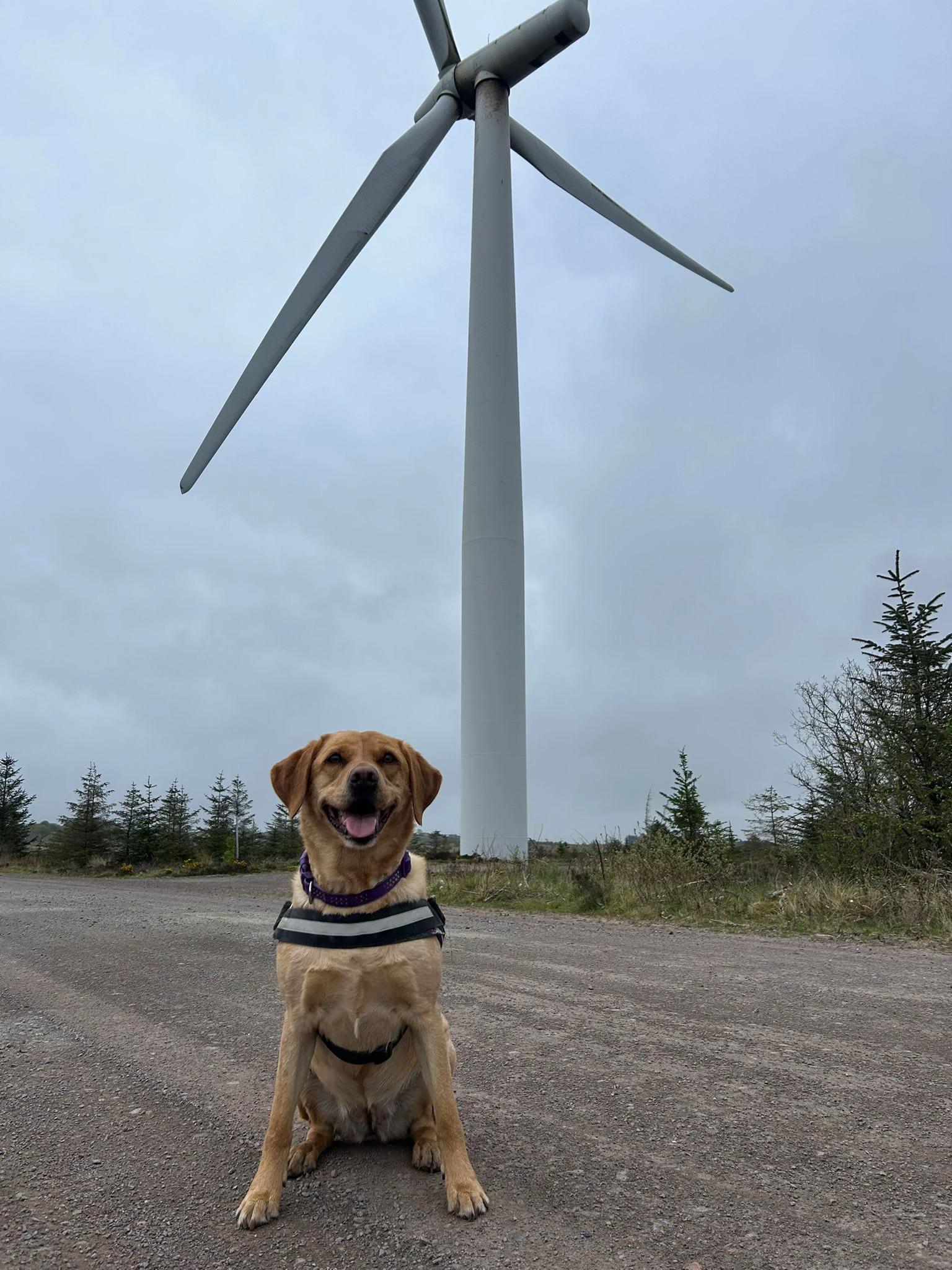 @Goldenwaggytales