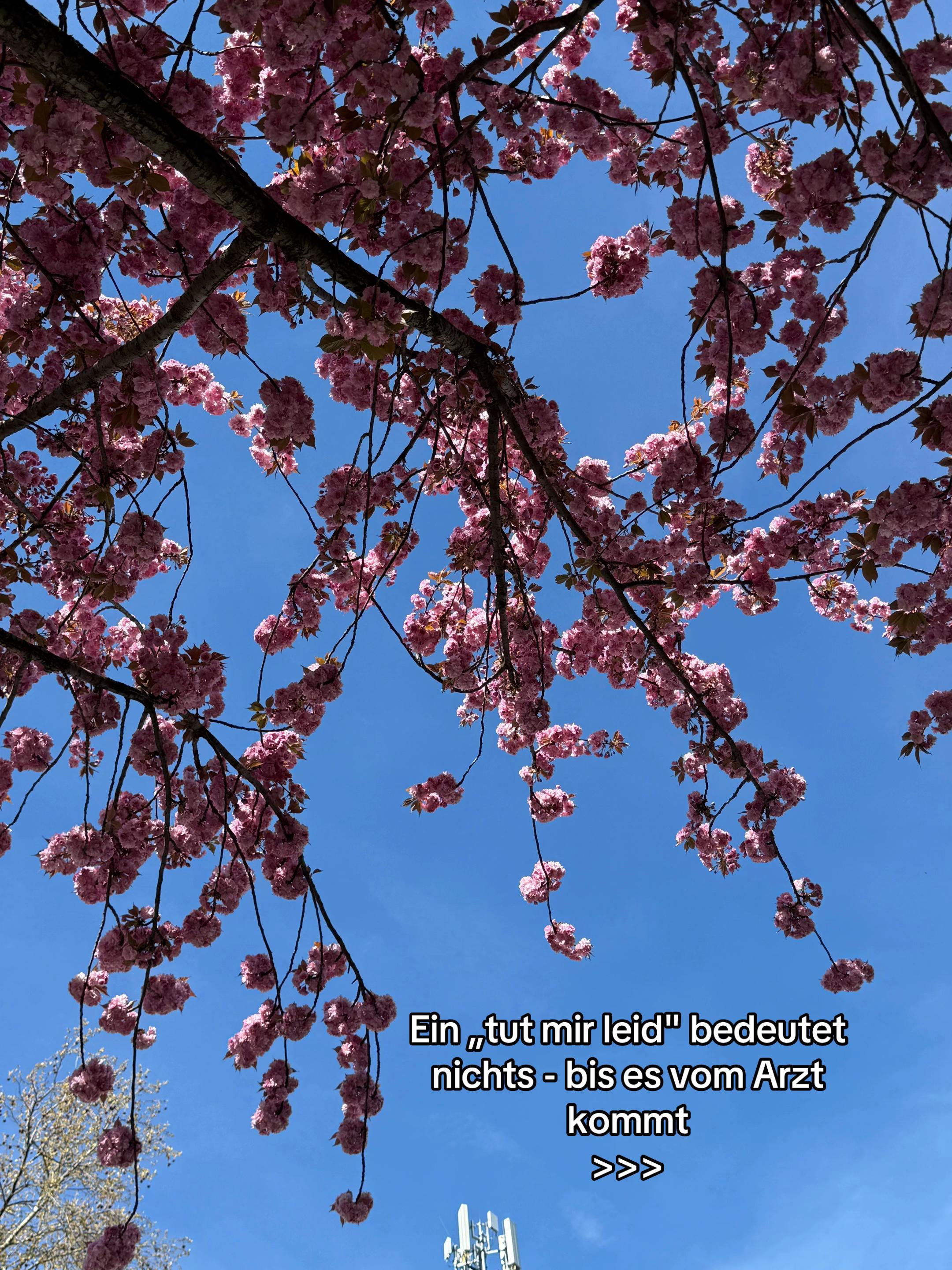 @𝓜𝓻𝓼 𝓢𝓮𝓲𝓫 ᥫ᭡