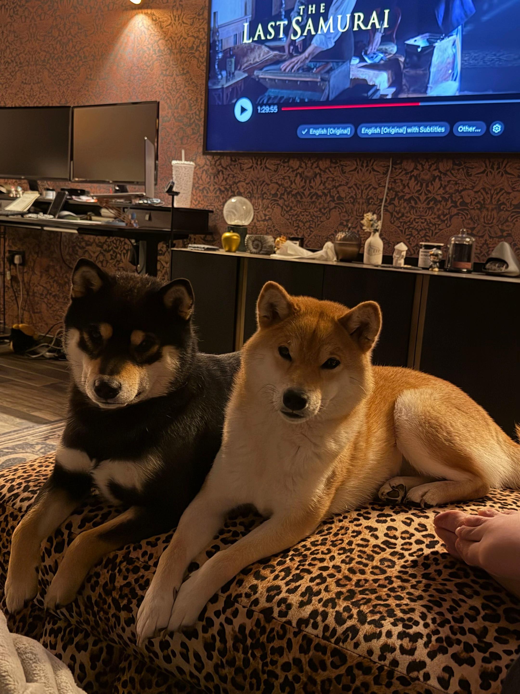 @Life with Shibas